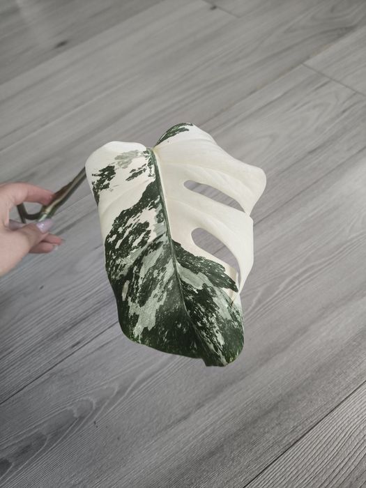 Monstera variegata