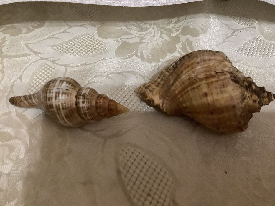 Продам  мушлі Стромбуса та Рапана