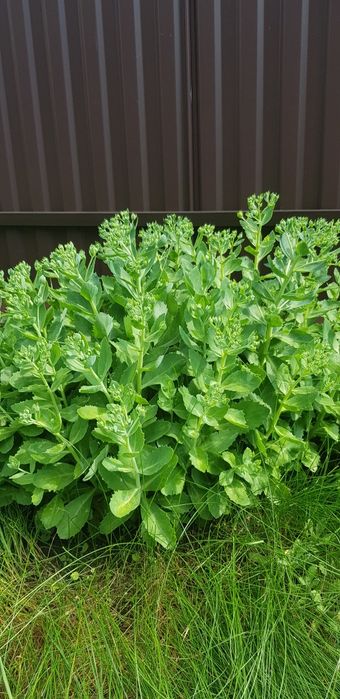 Очіток Седум великі кущі, очиток,барвінок