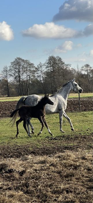 Obornik  koński sprzedam lub zamienie