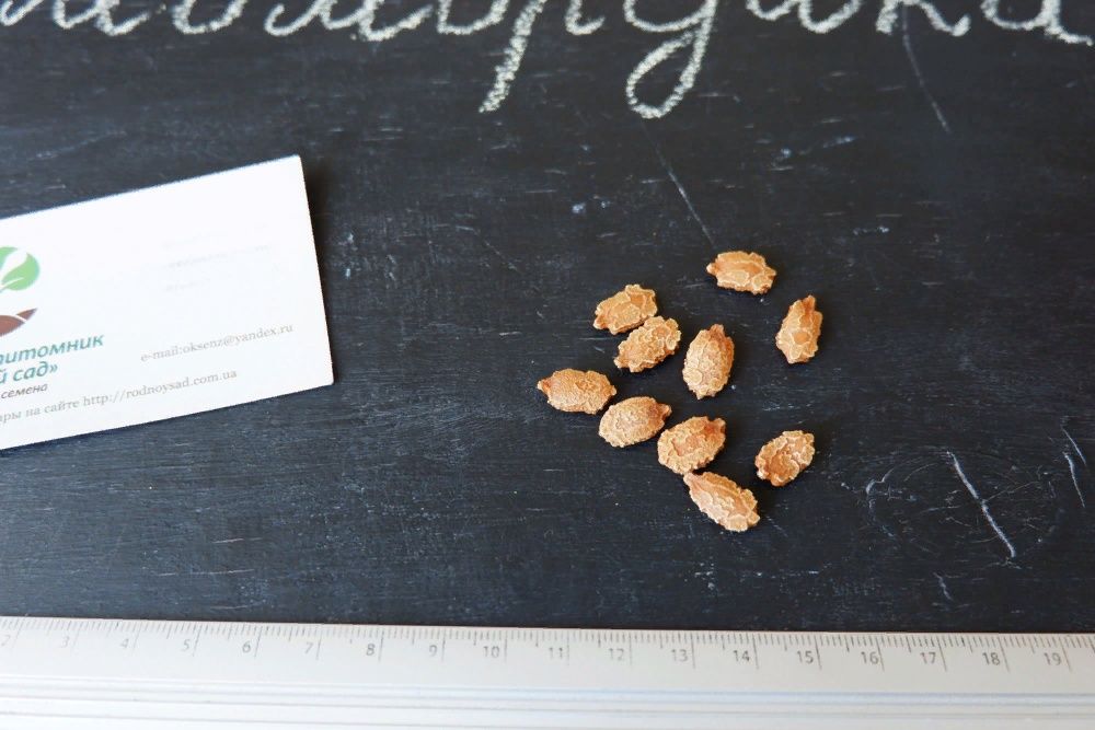 Момордика насіння 10 шт горький огурец, дыня, индийский гранат семена