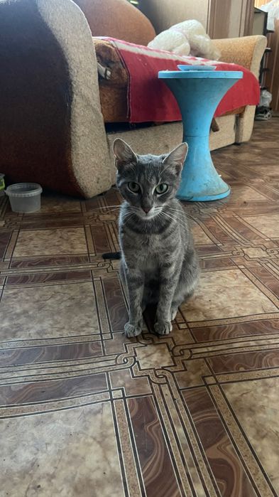 Шукаємо дім Стерилізована кішка