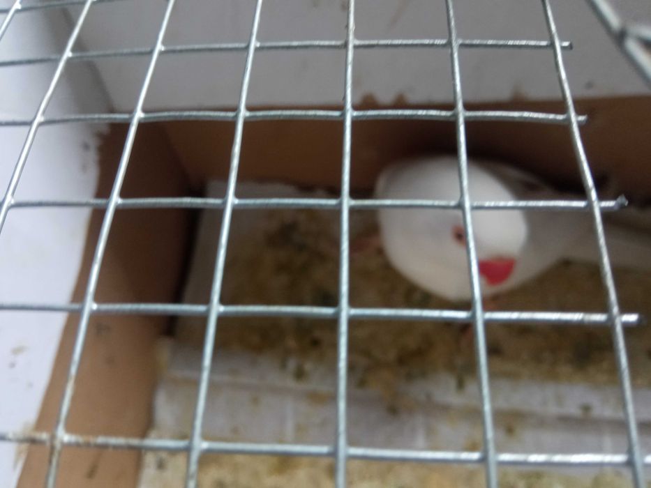 Vendo fêmea rig neck