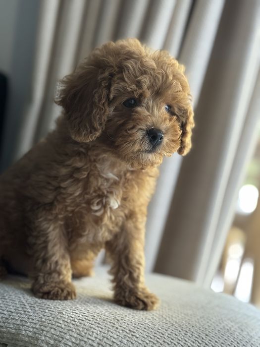 Cavapoo piesek