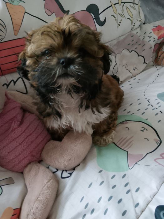 Shih tzu czekoladowa dziewczynka gotowa do odbioru