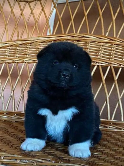 . Американська акіта