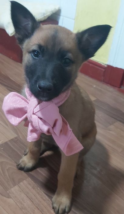 Неперевершені цуценята