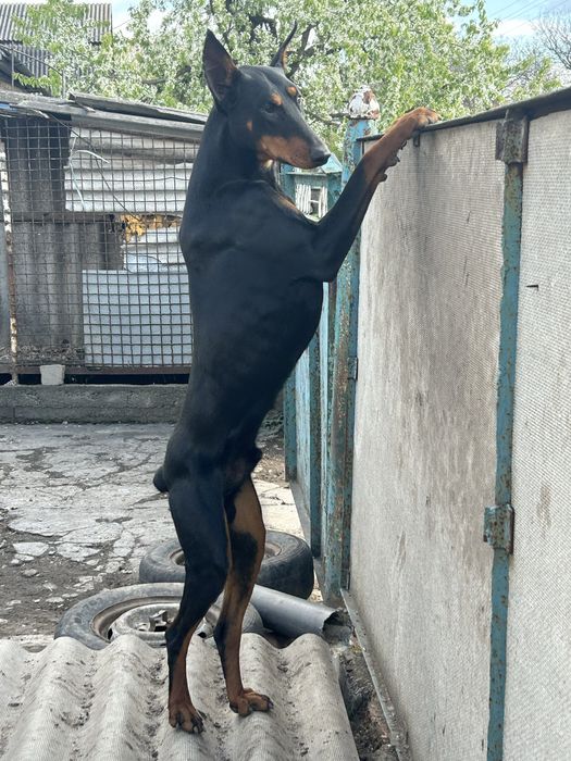 Добермани Чистокровні