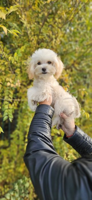 Продается мини мальчик 6 мес