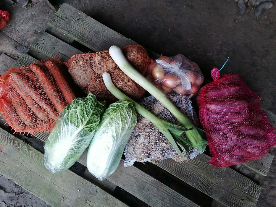 20 ziemniaków 4 kilo cebuli 4 główki czosnku prosto od rolnika wysyłka