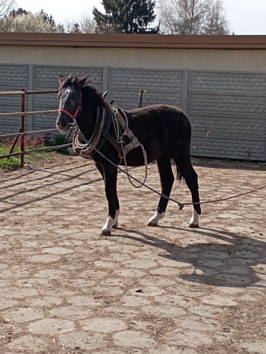 Koń Śląski skarogniady w siwiźnie