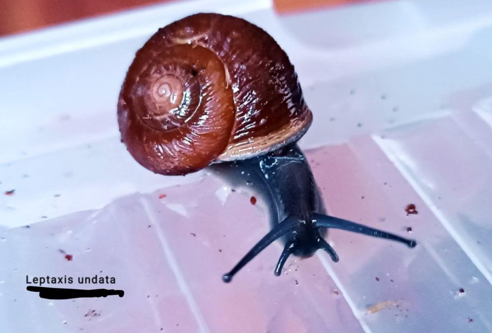 Leptaxis undata ślimak