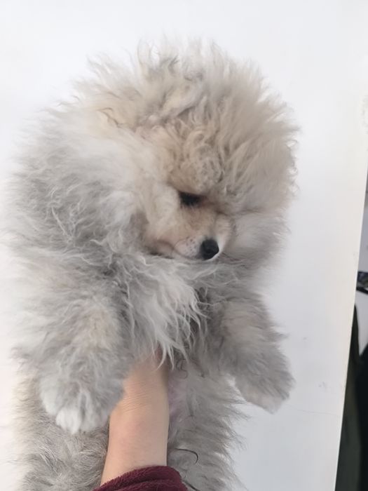 Хлопчик шпіц 3 місяці/обмін на дівчинку