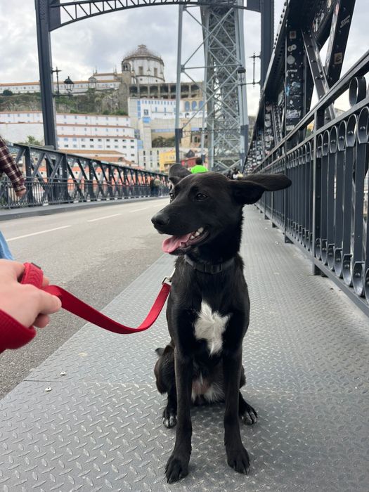 Cadela para adoção responsável