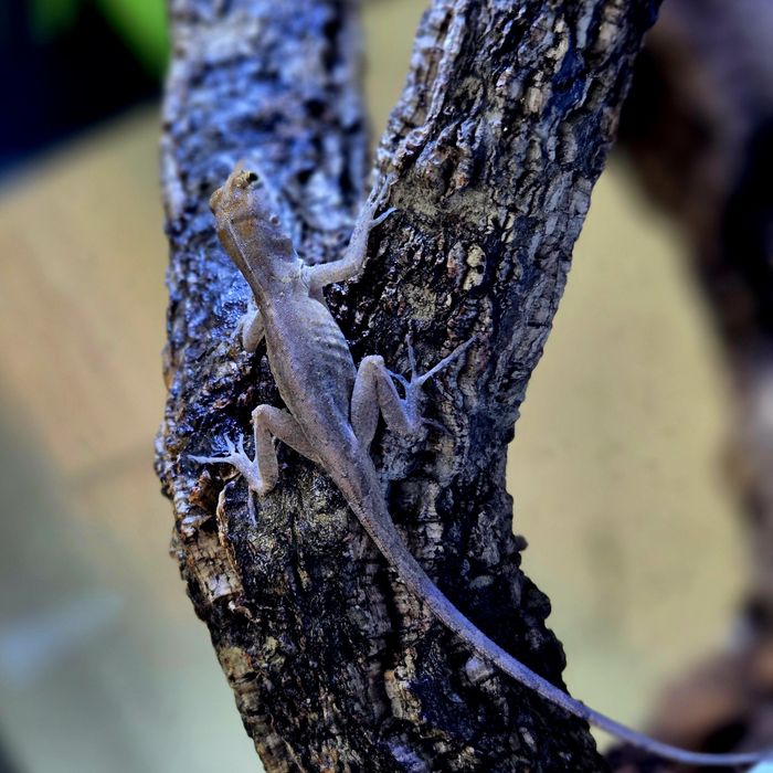 anolisy sagrei (anolis brunatny)
