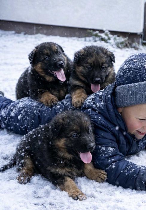 Owczarek Niemiecki Długowłosy -szczeniak.