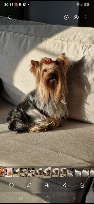 (Rezerwacja) York dziewczynka wielkość standard udokumentowane pochodz