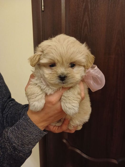 Цуценята кокапу, кавапу, пудель, мальтіпу.