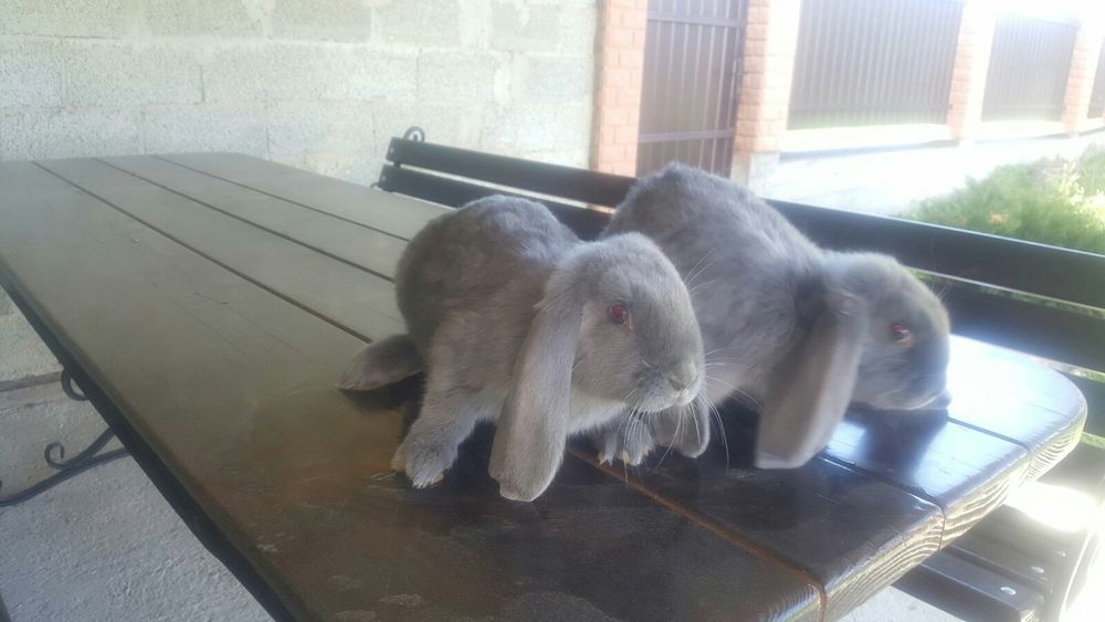 Французькі барани