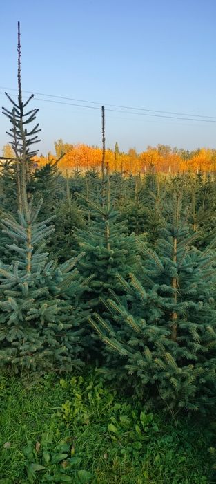 Choinki - świerk serbski