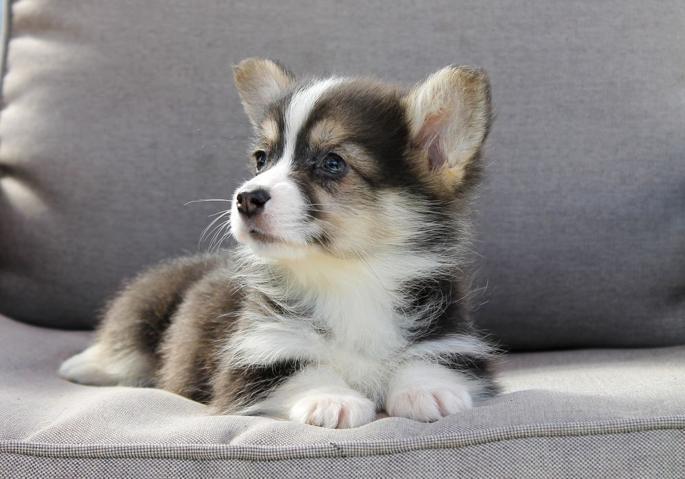 Корги пемброк с хвостиками и без Киев