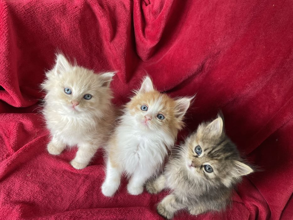 Кішка Ася, Кошенята
