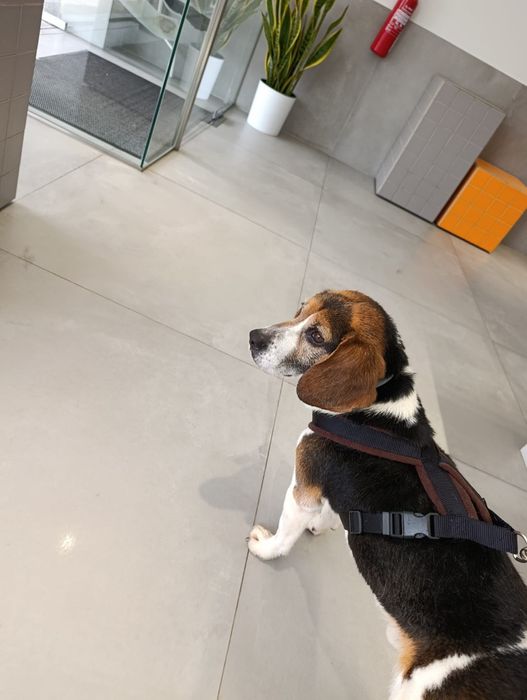 Beagel para adopção responsável