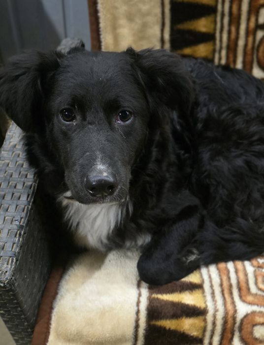 Młodziutki samiec do adopcji