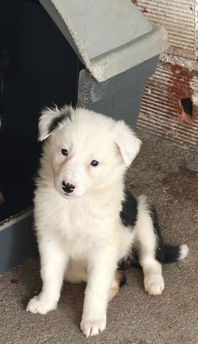 Border collie fêmea pura