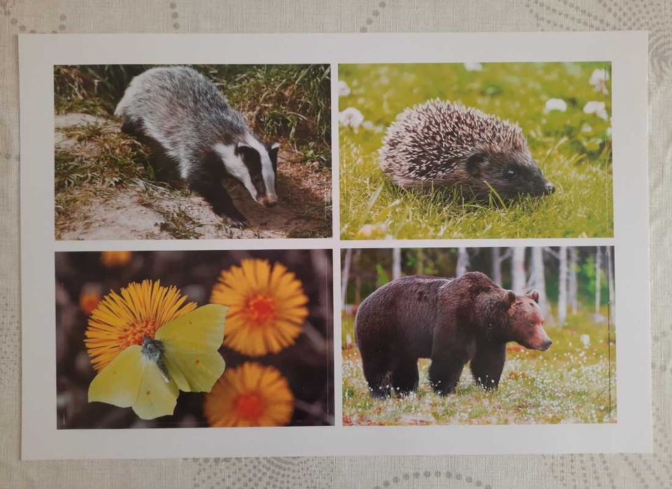 Pobawmy się razem - inscenizacje 4 latki - 12 plansz A3 w dużej teczce