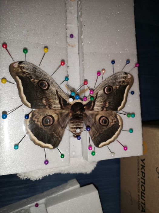 Грушева сатурнія (Saturnia pyri)