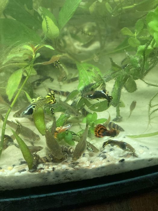 Gupiki mix samiczki samczyki różne kolory