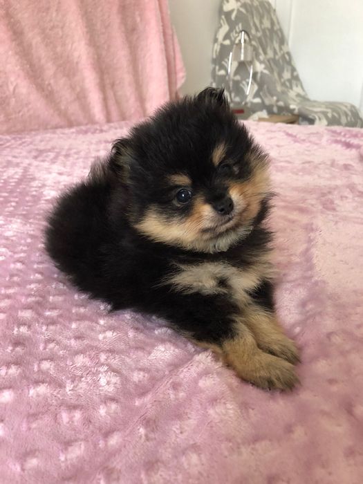 Lulu da Pomerânia Fêmea Mini