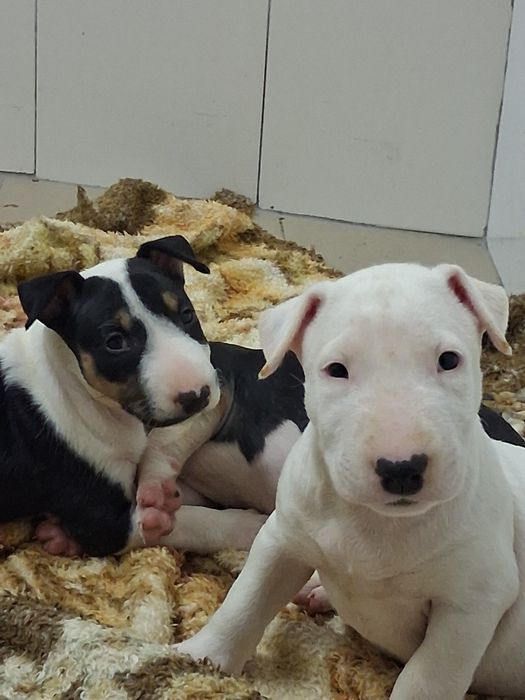 Bull Terrier Disponível