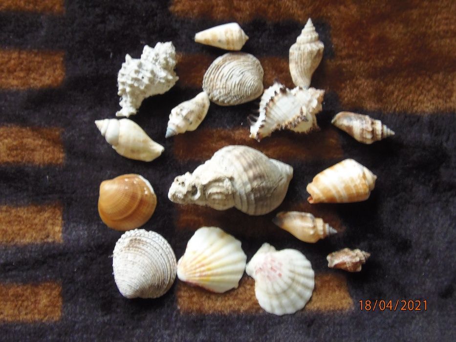 Muszle z nad morza oceanu