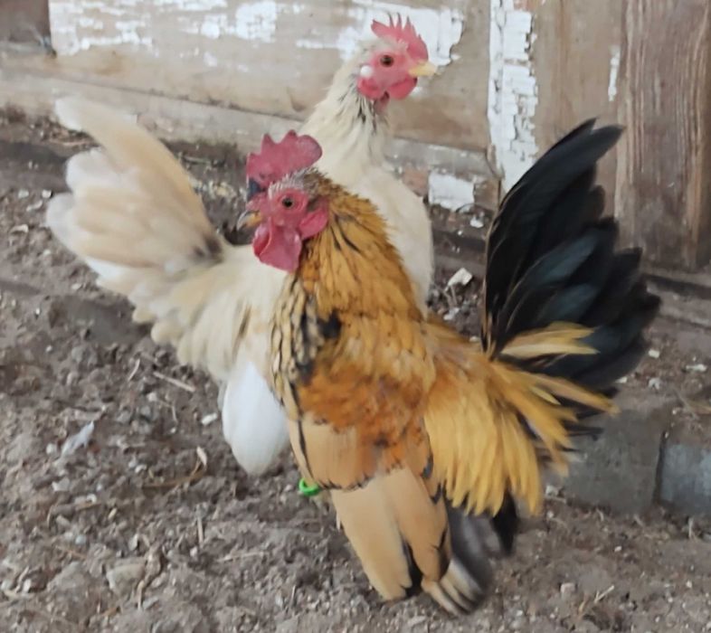 Serama koguty najmniejsza rasa