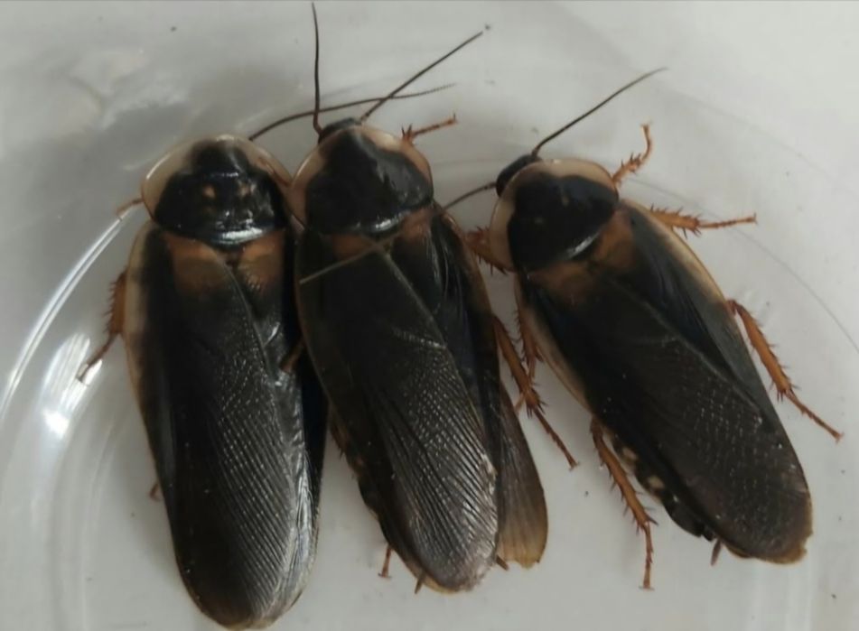Karaczan argentyński dubia - samce