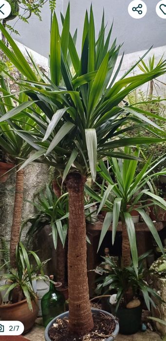 Palmeiras Yucca com tronco grosso /fino.