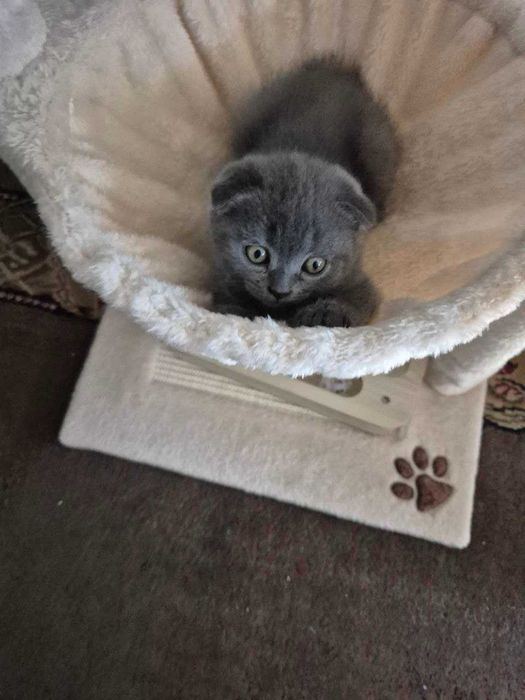Gatinho Scotish Fold