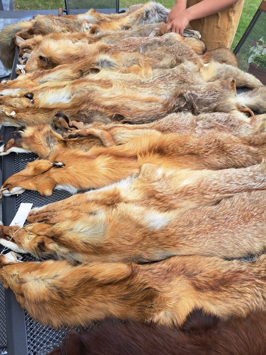 Skóry z lisa garbowane