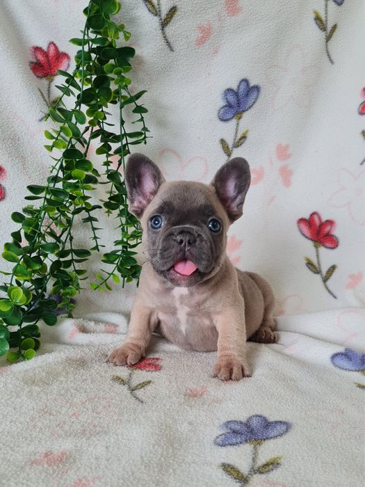 Excelente menina blue fawn Bulldog/Bouledogue Frances de Qualidade
