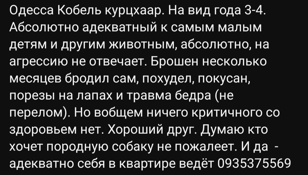 Отдам даром в добрые руки собаку породы Курцхаар