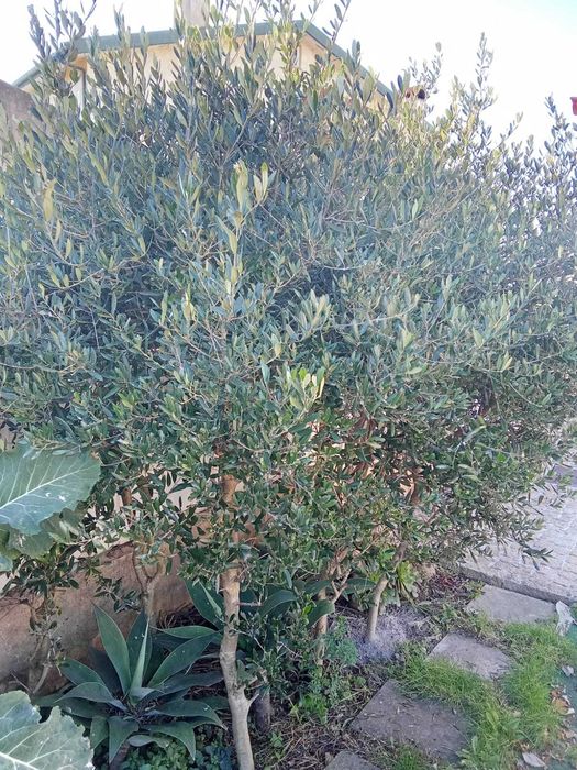 Oliveiras de jardim