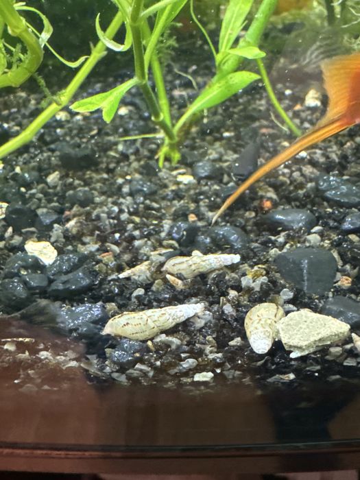 Swiderki slimaki sprzedam