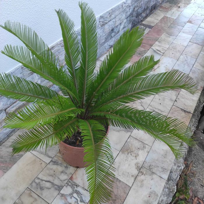 Sicas em vaso com raiz