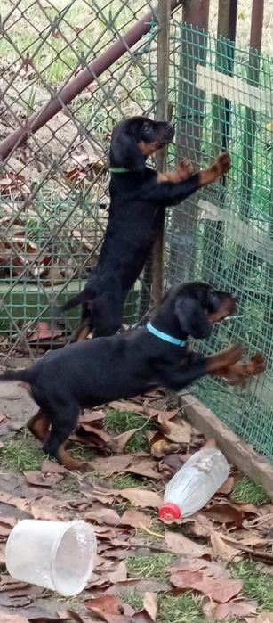 Gończy Polski szczeniak