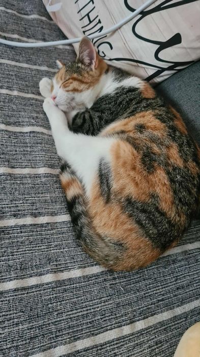 Sheba- gatinha jovem para adoção responsável