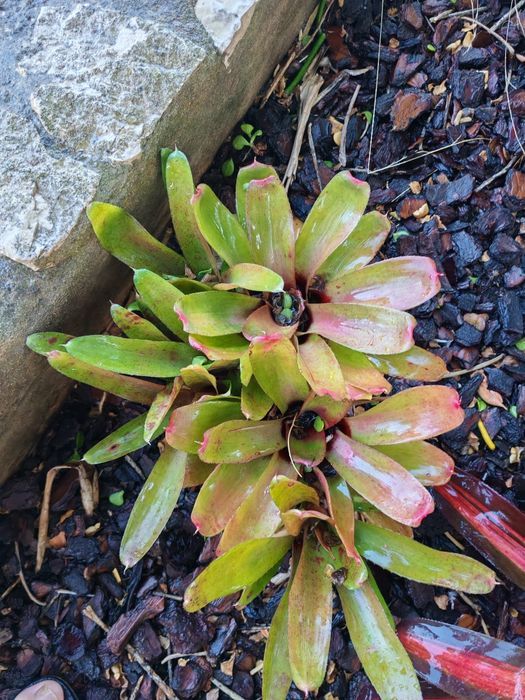 Váriadade de bromelias