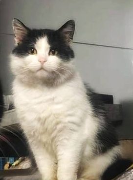 Kochany Majlo szuka miłości