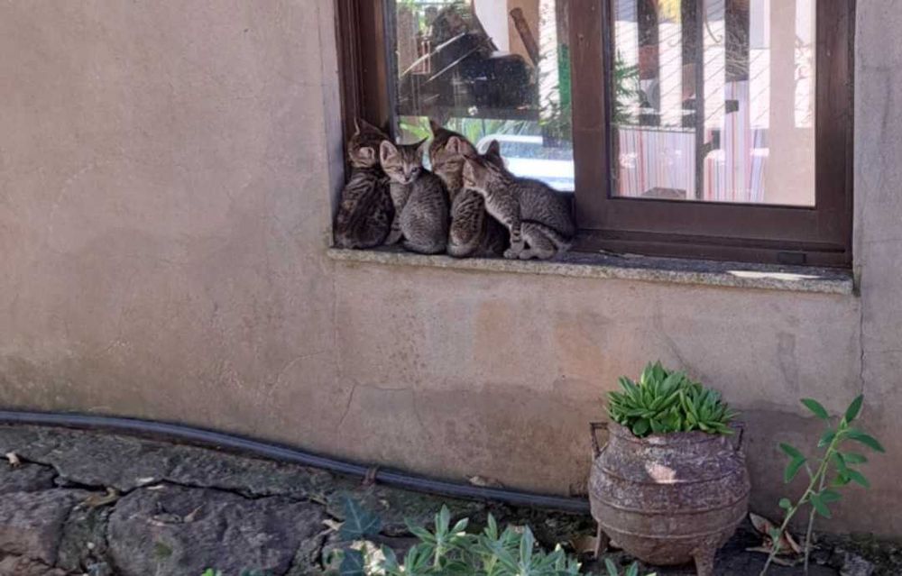 Gatinhos para Adoção 6 semanas